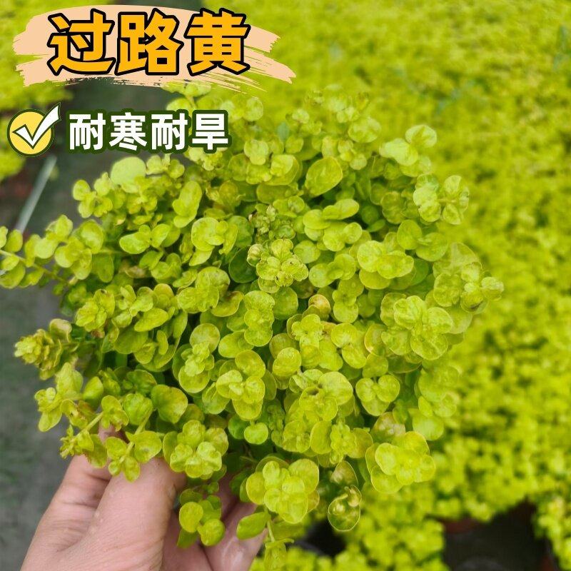 金叶过路黄观叶植物别墅花园屋顶绿化垂吊植物地被盆栽黄金过路黄