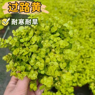 金叶过路黄观叶植物别墅花园屋顶绿化垂吊植物地被盆栽黄金过路黄