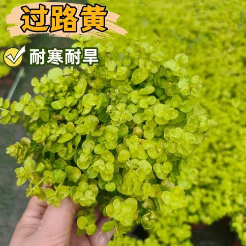 金叶过路黄观叶植物别墅花园