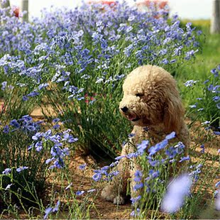 蓝花亚麻种子盆栽花卉种子阳台庭院花种子花籽花海庭园景观绿化造