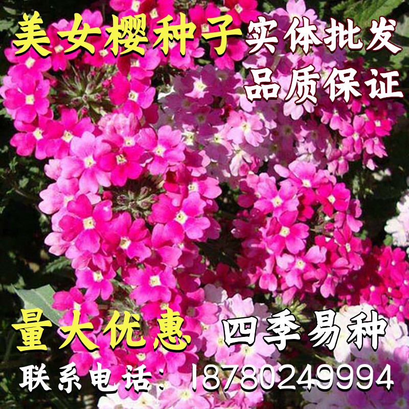 包邮美女樱种子籽花苗盆栽阳台庭院室内外易开花美女樱花籽铺地锦