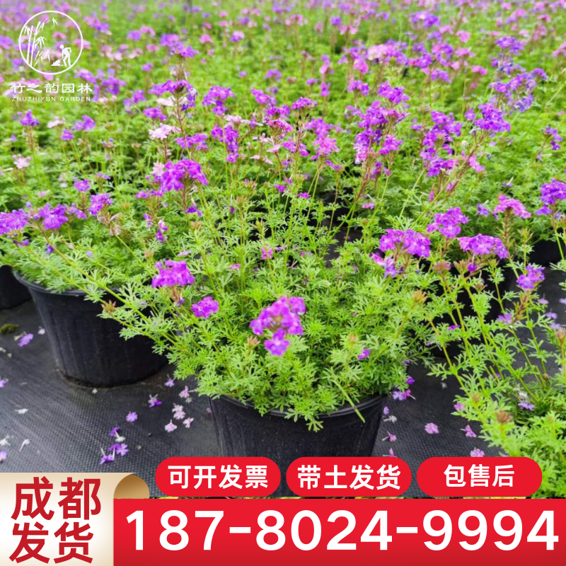 成都白色美女樱盆栽阳台庭院花卉绿植窗台多年生植物好养易活小苗