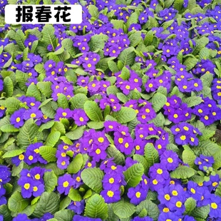 报春花盆栽带花苞重瓣花苗种子室内四季鲜花开花年宵花花卉绿植物