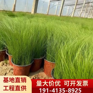 常青耐热耐寒多年生 墨西哥羽毛草盆栽细叶针茅草苗庭院阳台四季