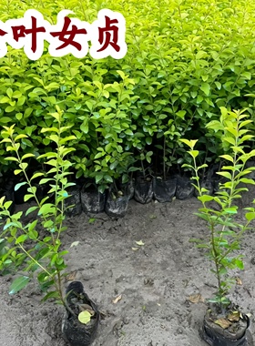抗冻抗虫金叶女贞常青树苗球形易修剪庭院花镜绿篱造景专用苗