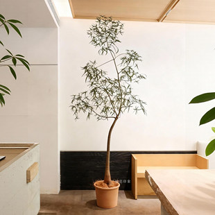 昆士兰瓶干树室内盆栽客厅懒人好养活办公桌绿植禅意侘寂风植物