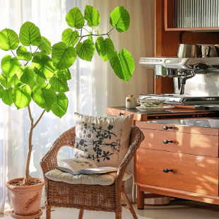 北欧风爱心榕绿植盆栽室内客厅大型植物轻奢高级感常绿植物心叶榕