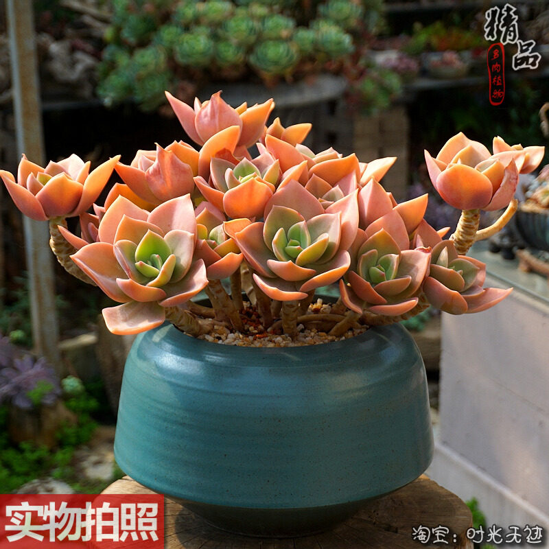 赫氏木质超粗超大群生造型老桩整桩一物一拍露养控养老昆多肉植物
