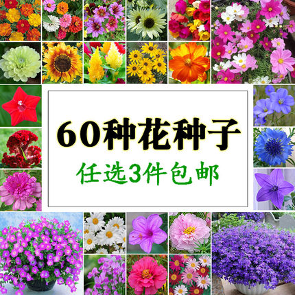 春夏播花种子集合 阳台盆栽室内外花园学生新手易种植物花卉 花籽