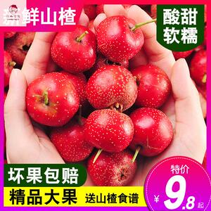 新鲜山楂果5斤装 山楂鲜果山里红果新鲜大山楂干片冰糖葫芦用