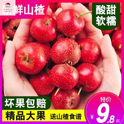 新鲜山楂果5斤装 山楂鲜果山里红果新鲜大山楂干片冰糖葫芦用
