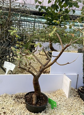 奥比克橄榄没药属Commiphora orbicularis实生多肉块根潮流植物