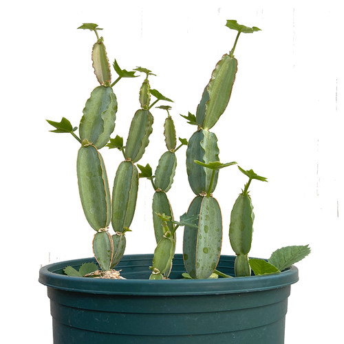 大型蓝皮翡翠阁节节高罕见多肉植物好养多肉块根方茎青紫阁葡萄科