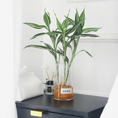 花叶女王富贵竹水培桌面绿植室内盆栽花叶富贵竹夏季 好养净化空气