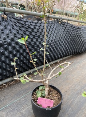 怀特没药属怀特橄榄Commiphora wightii 带盆包邮