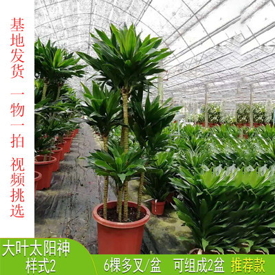 原生太阳神植物盆栽室内大型