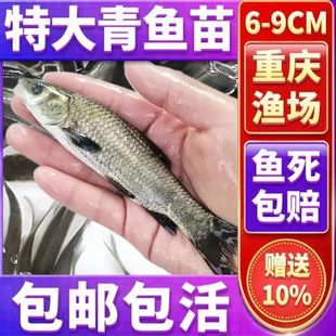 正宗大品种螺蛳青鱼苗黑皖鱼脆肉草鱼苗养殖活体养殖花白鲢鱼苗