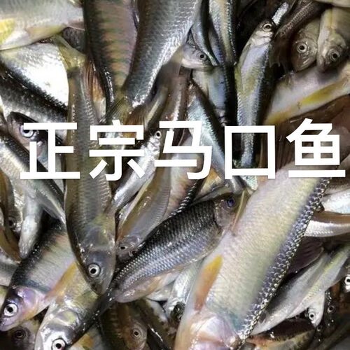 正宗马口鱼苗淡水鱼可观赏食用苗青竹鲤竹鲃倒刺鲃红面养殖原生鱼