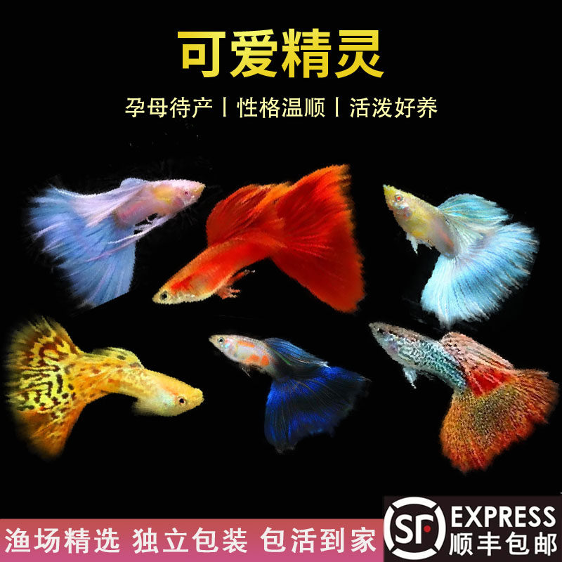 孔雀鱼活体鱼苗观赏鱼小鱼金鱼热鱼