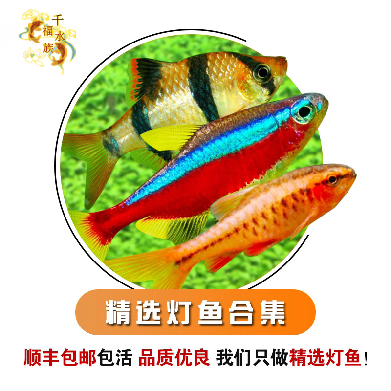 高端喷火帝王斑马宝莲红绿灯鱼苗