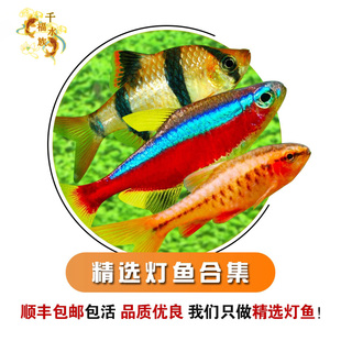 热带灯鱼苗观赏鱼高端小型喷火帝王淡水斑马饲料宝莲红绿灯灯科鱼