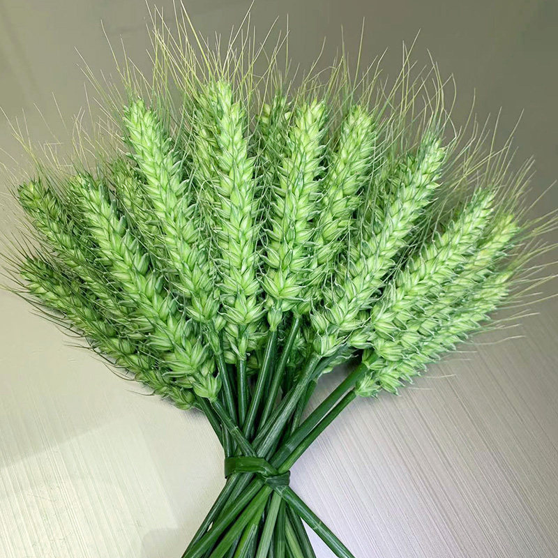 2024新鲜青麦穗嫩小麦粒碾转鲜青稞麦仁米煮粥炒菜烧烤天然青麦穗