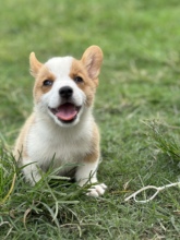 纯种柯基幼犬小短腿疫苗齐全 淘宝交易 犬瘟细小质保30天活泼可爱