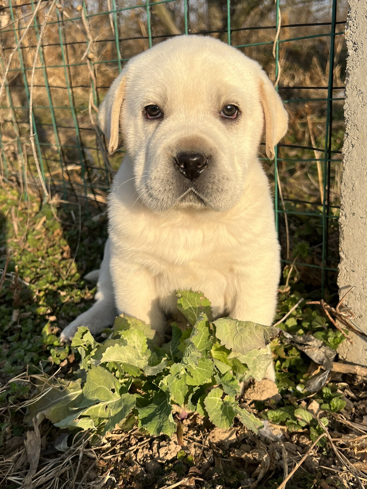精品纯种拉布拉多幼犬 疫苗齐全 奶白色 巡回犬 短毛 家庭犬