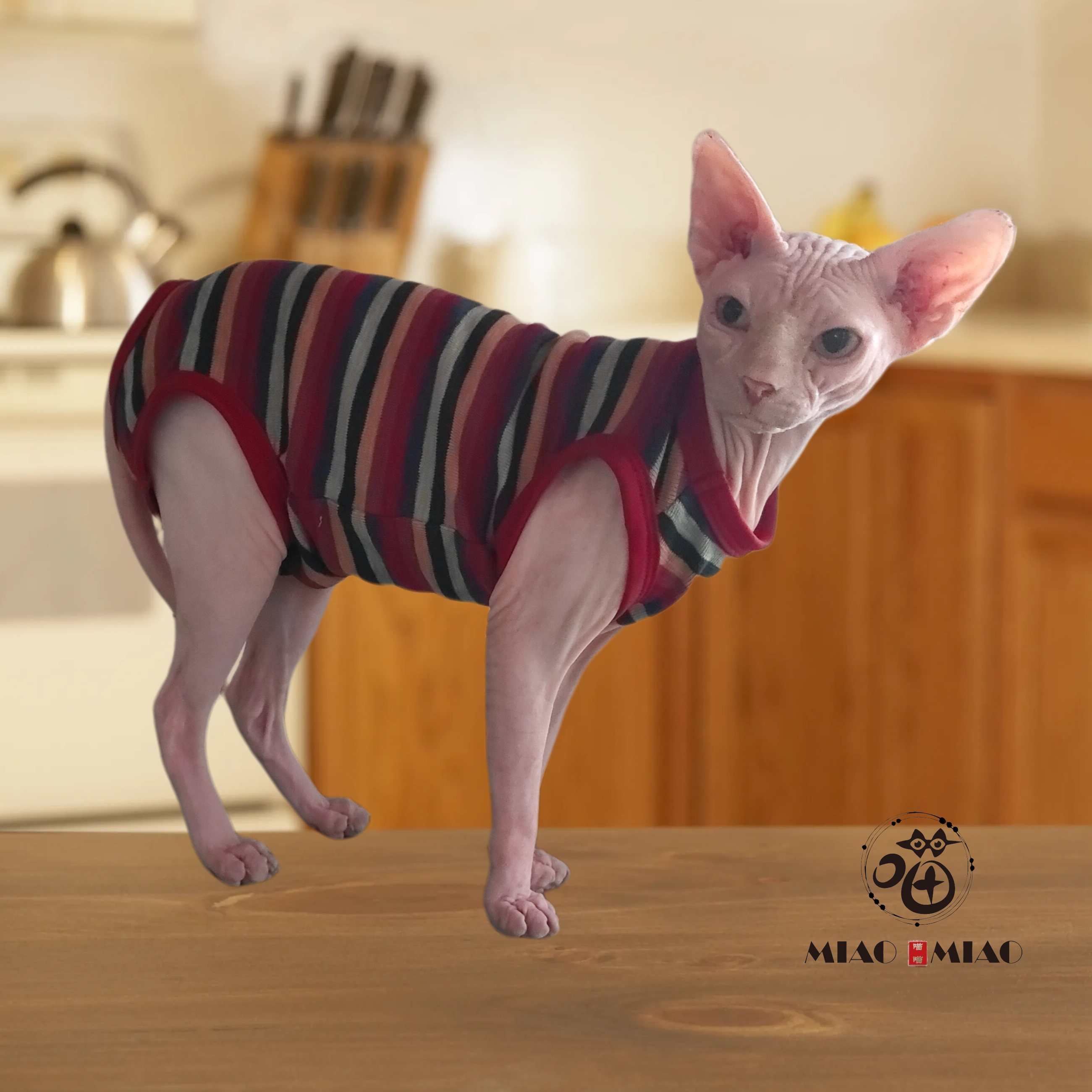 猫咪衣服无毛猫德文衣服春秋四脚猫宠物服装/雨衣（新
