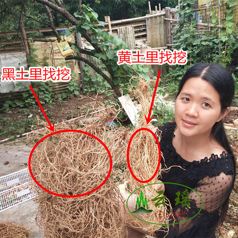 瑶山牛尾结 牛尾菜 牛尾蕨 土春根 七层楼 中草药材500克包邮