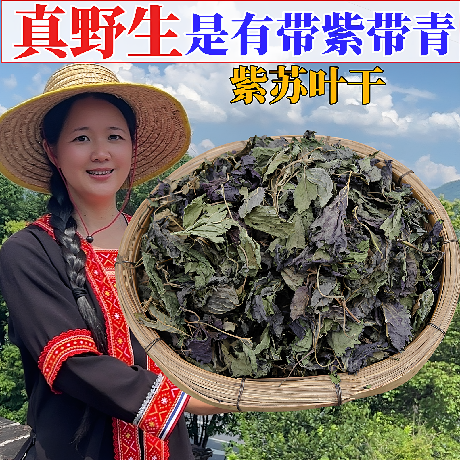 野生紫苏叶新鲜干货中药材可食用泡茶香料自晒无硫无粗杆功效好