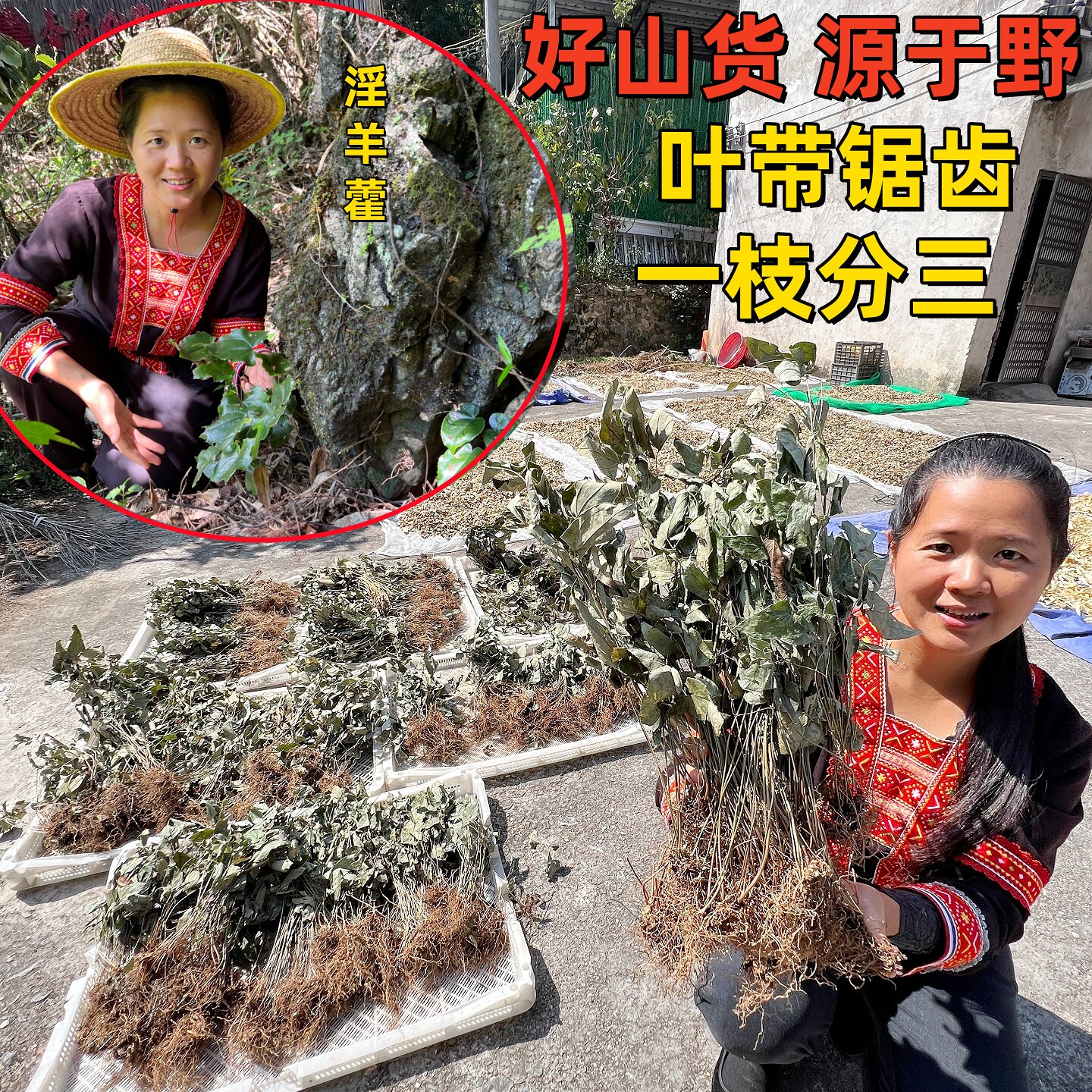 新货整棵淫羊藿农家野生淫洋藿三支九叶草仙灵脾泡茶泡酒中草药材