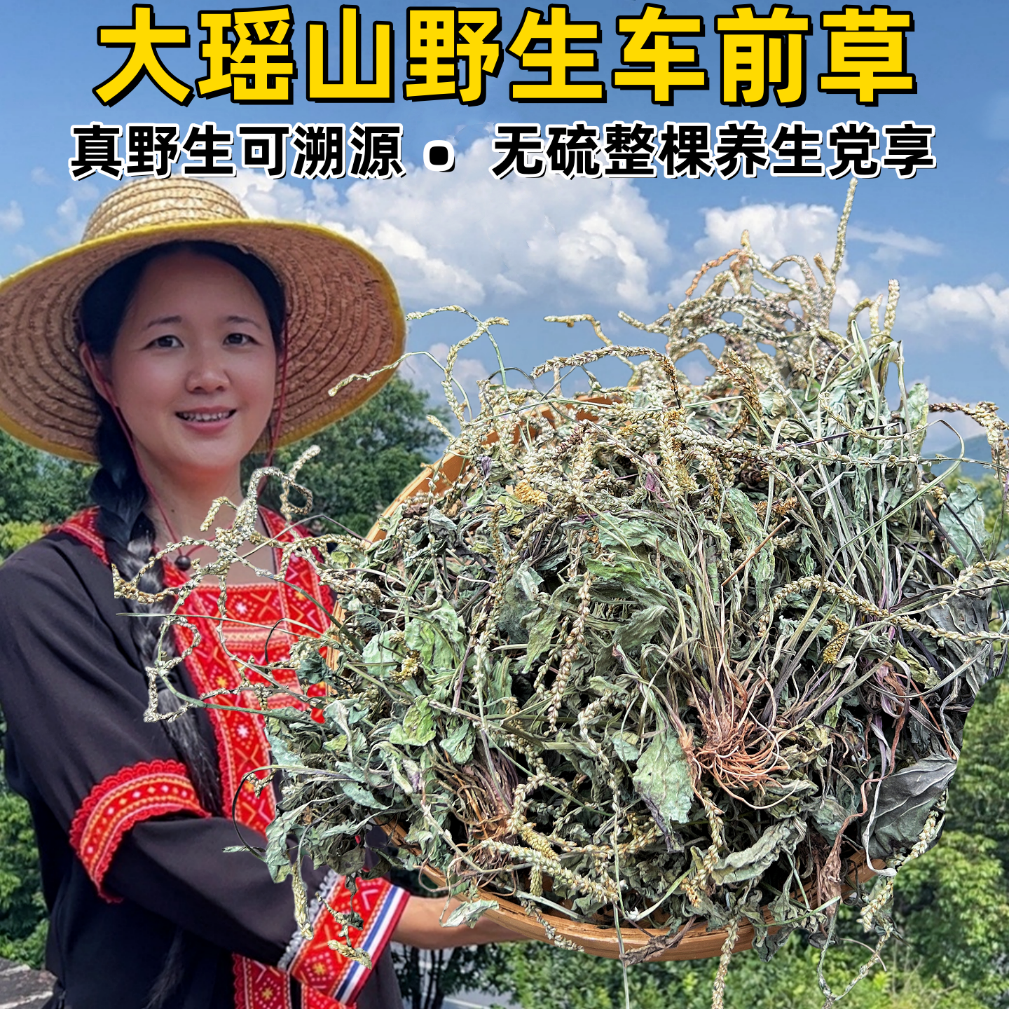 瑶山野生车前草整株全草无硫干货500克无添加养生中草药泡茶煮水