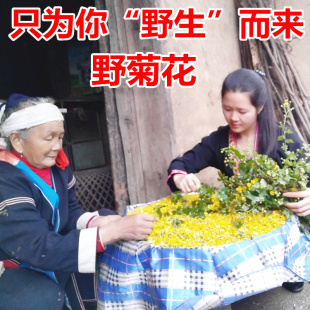 瑶山野菊花无硫 野菊花茶 野菊米山菊花草茶野外采晒无添加包邮