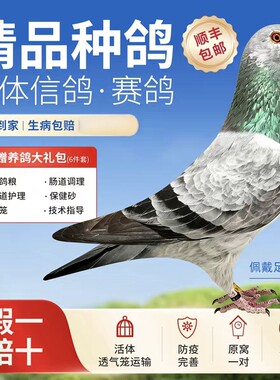 鸽子活体一对纯种信鸽赛鸽观赏鸽成绩鸽活物幼鸽原配精品种鸽血统