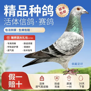 鸽子活体一对纯种信鸽赛鸽观赏鸽成绩鸽活物幼鸽原配精品种鸽血统