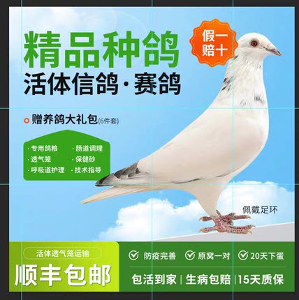 活体鸽子一对信鸽成绩鸽种鸽赛鸽青年鸽幼鸽观赏鸽可繁殖包活免邮