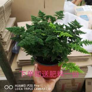 现货基地直发唐山绿园花卉云竹唐山文竹矮生文竹文竹球大棵型原盆