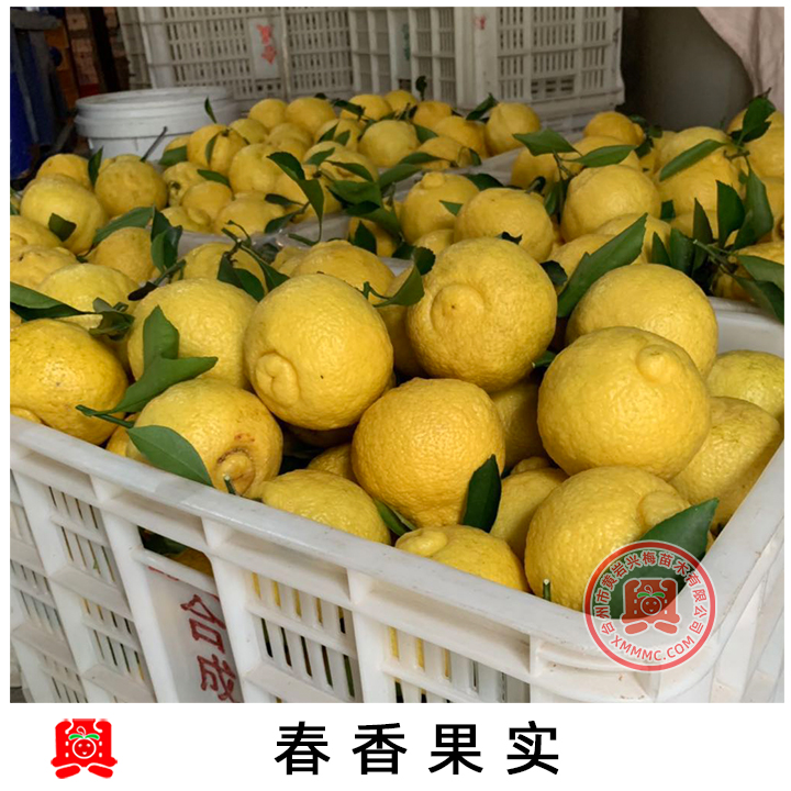 春香桔柚嫁接苗 黄金贡柚 柑橘树苗 桔和柚的杂交 口感甘甜脆爽