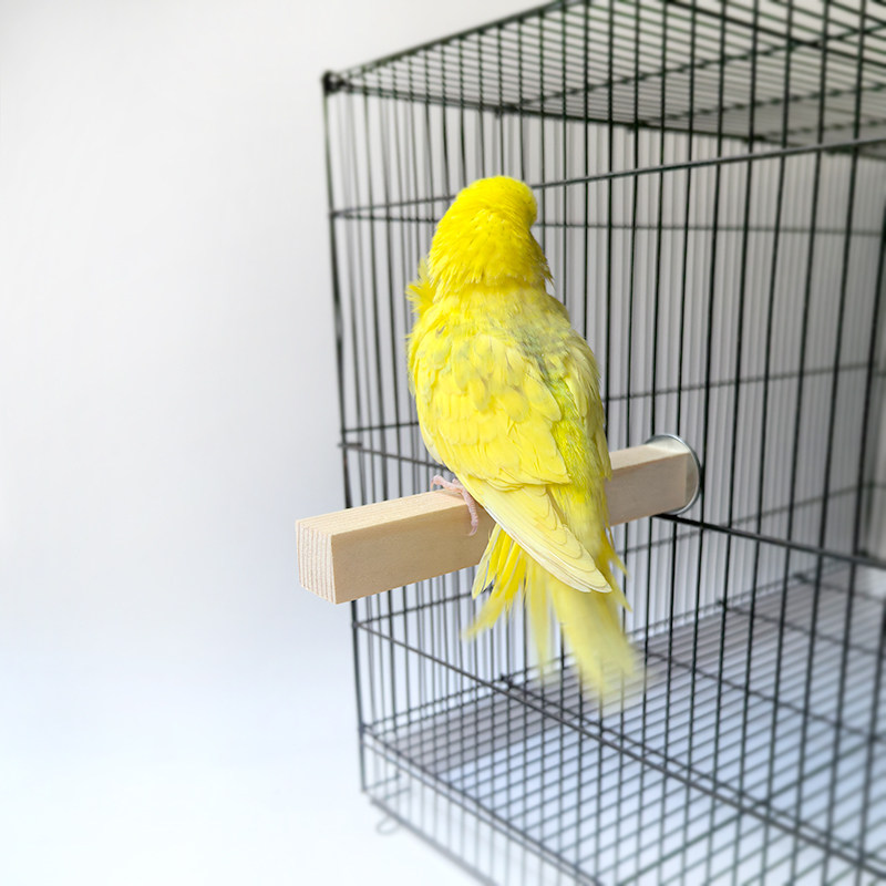 包邮中小型鹦鹉木站杆实木站棍站杠原木站棒鸟笼用品繁殖箱配件,宠物/宠物食品及用品,鸟禽其他,淘宝优惠券,粉丝福利购,淘宝优惠卷