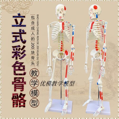 速发骼5CM人体骨骼模刀神经肌肉起止骨架小针型骨8解剖模型脊柱模