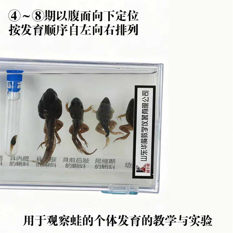速发蛙发育顺序标本 浸制标本 八个阶段清晰小学初中生物科学教学