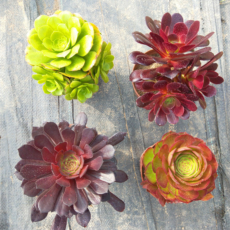 多肉植物紫镜素材模板 多肉植物紫镜图片下载 小麦优选