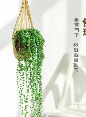 吊兰佛珠情人泪垂吊防辐射吸甲醛