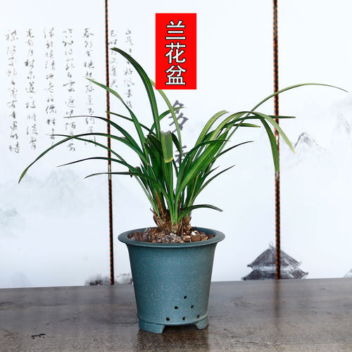 君子兰兰花专用盆高档紫砂花盆