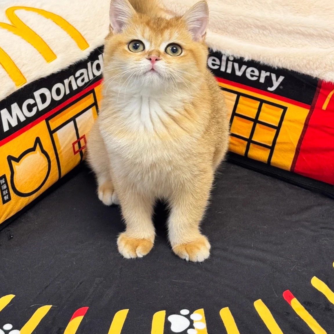 麦当劳猫窝3.0周边喵喵围兜兜猫用帽子猫猫装饰周边高颜值收藏