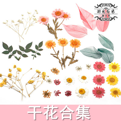 雪珠花蕾丝花晶菊干花diy绿叶