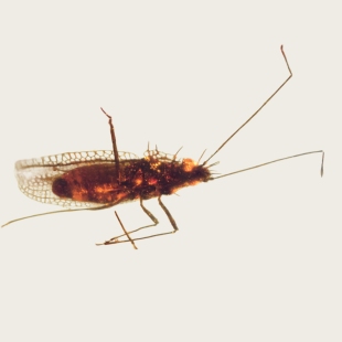 罕见品种 网蝽 0.1g 2602 天然缅甸琥珀虫珀 2mm