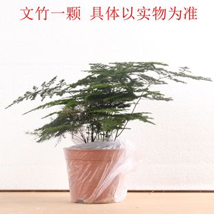 活文竹盆栽仿真文竹绿植铜钱草苔藓循环流水喷泉摆件家居装饰配件