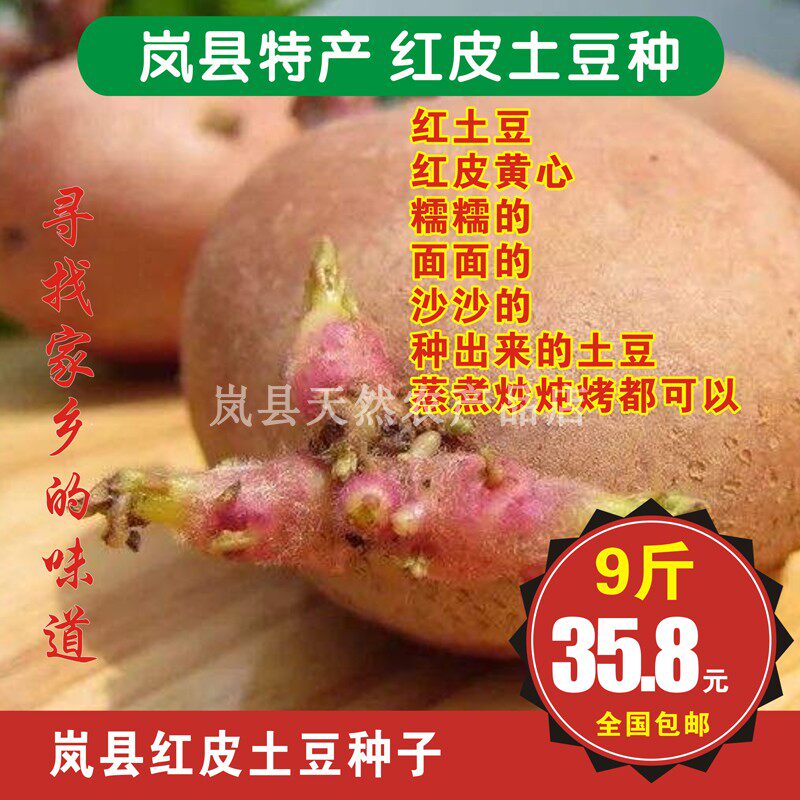 山西岚县红皮黄心土豆种子青薯9号糯面沙种薯基地培育晚熟一级种